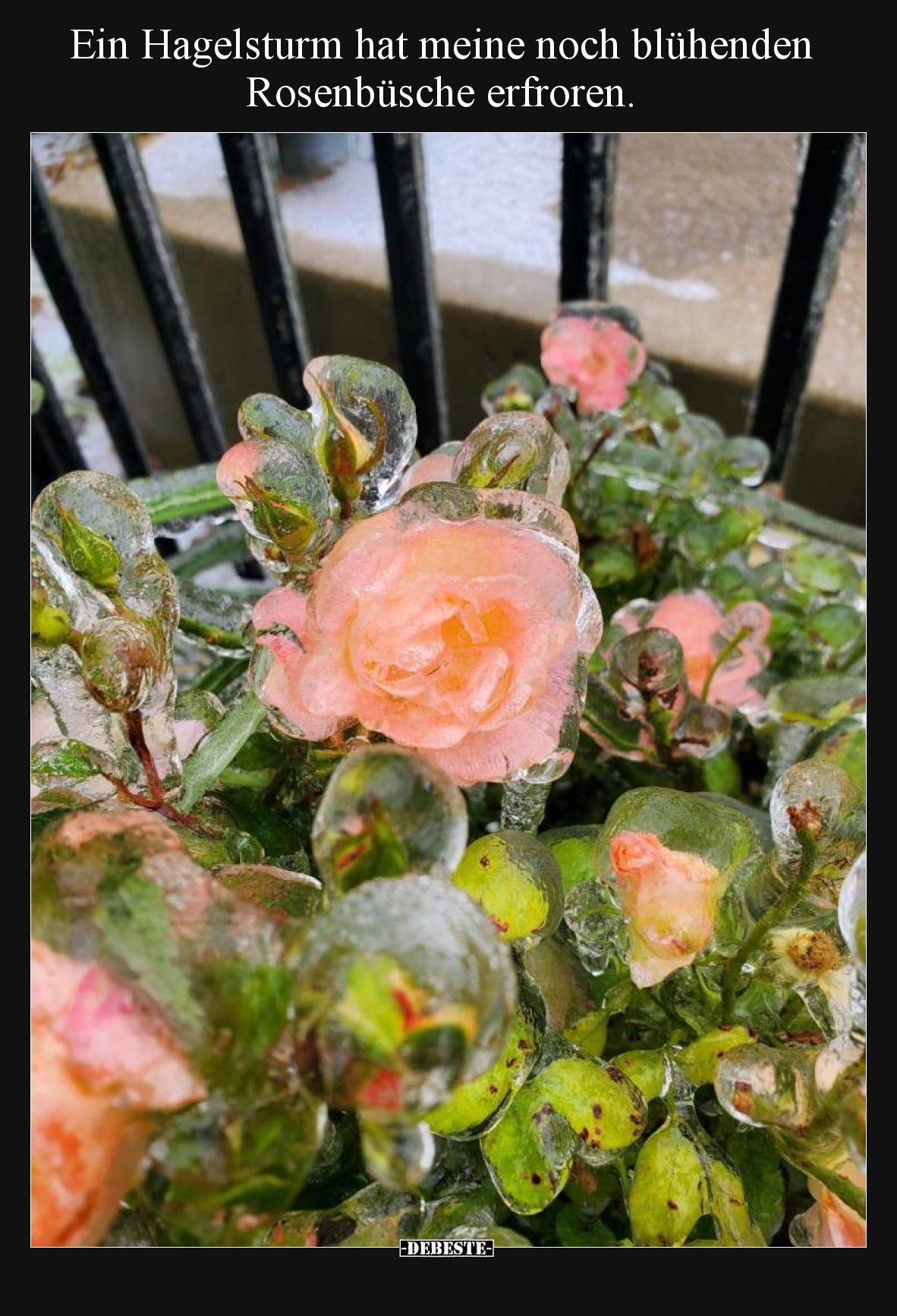 Ein Hagelsturm hat meine noch blühenden Rosenbüsche erfroren.
