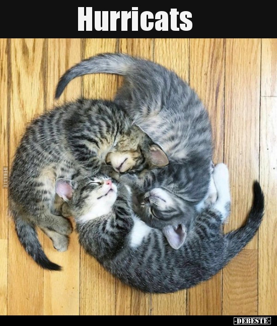 Hurricats..