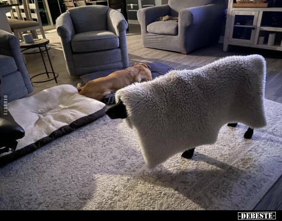  - Lustige Bilder | DEBESTE.de