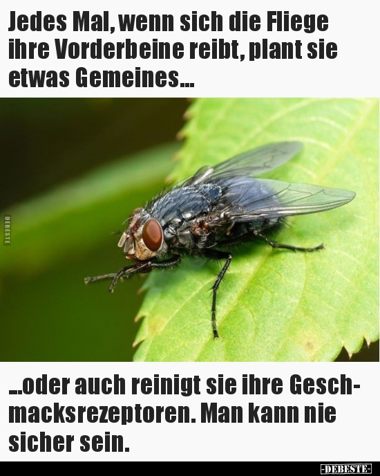 Jedes Mal, wenn sich die Fliege ihre Vorderbeine reibt.. - Lustige Bilder | DEBESTE.de