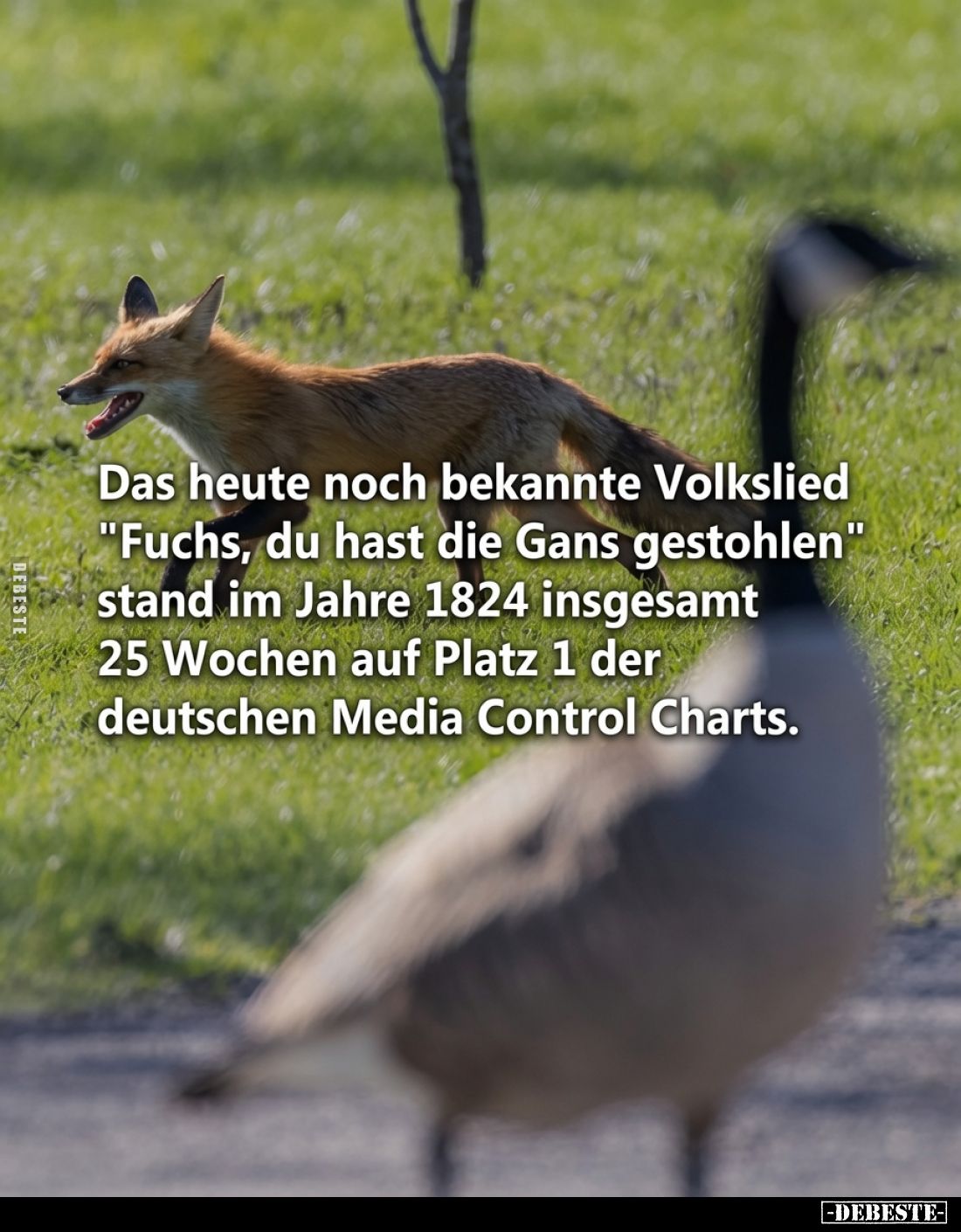 Das heute noch bekannte Volkslied "Fuchs, du hast die Gans gestohlen" stand im Jahre 1824 insgesamt 25 Wochen auf P...