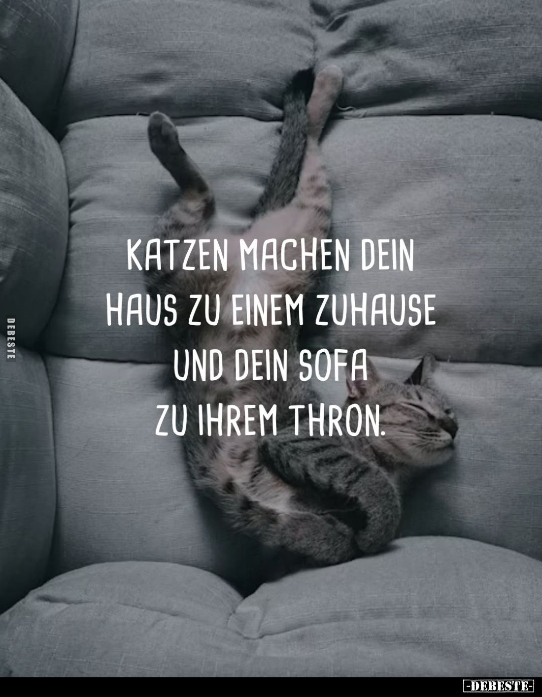 Katzen machen dein Haus zu einem Zuhause und dein Sofa zu ihrem Thron.