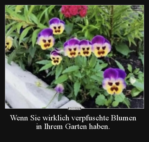 Wenn Sie wirklich verpfuschte Blumen in Ihrem Garten.. - Lustige Bilder | DEBESTE.de