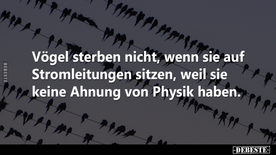 Vögel sterben nicht, wenn sie auf Stromleitungen sitzen.. - Lustige Bilder | DEBESTE.de