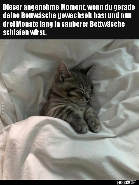 Katzen