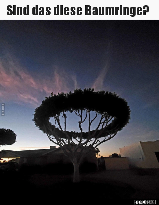 Sind das diese Baumringe?..