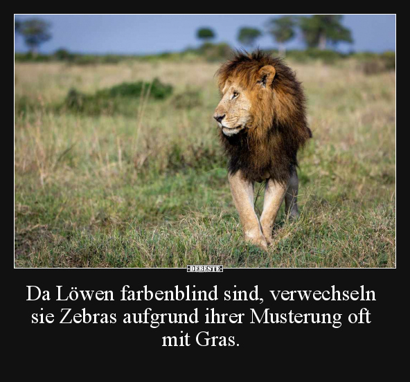 Da Löwen farbenblind sind, verwechseln sie Zebras aufgrund.. - Lustige Bilder | DEBESTE.de