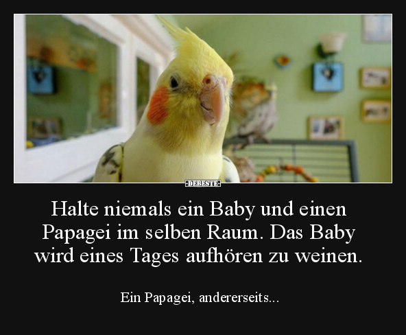 Halte niemals ein Baby und einen Papagei im selben Raum... - Lustige Bilder | DEBESTE.de