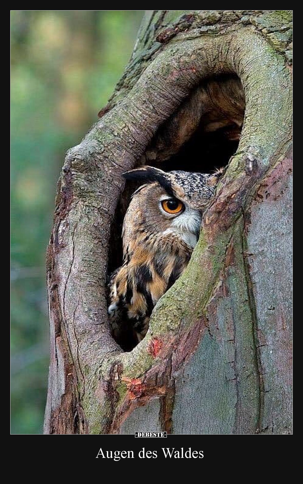 Augen des Waldes.. - Lustige Bilder | DEBESTE.de