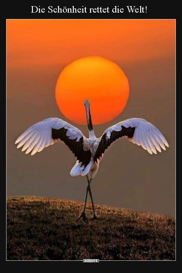 Die Schönheit rettet die Welt!