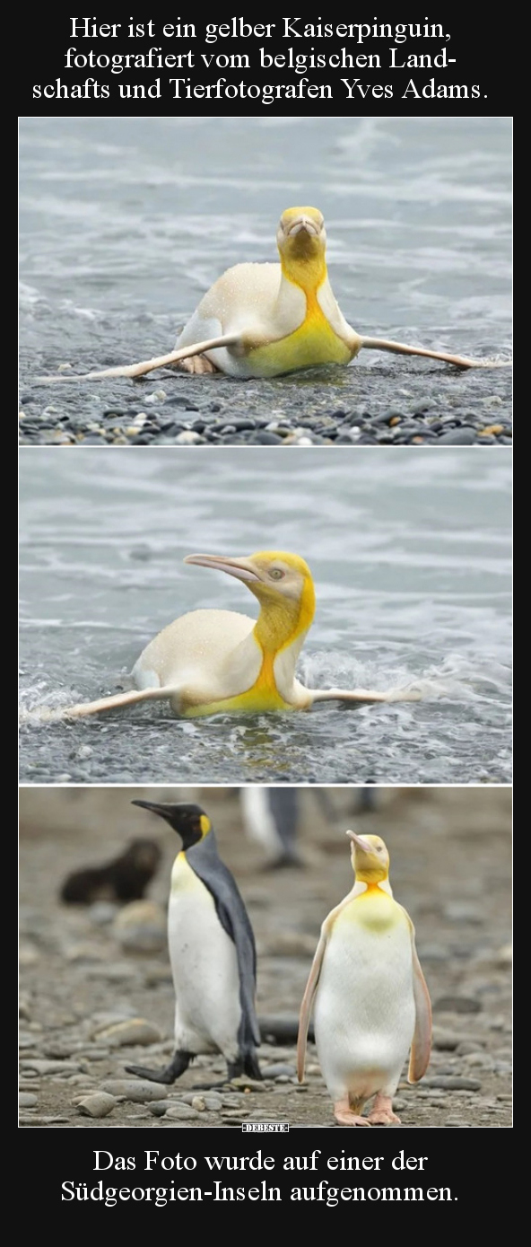 Hier ist ein gelber Kaiserpinguin, fotografiert vom..