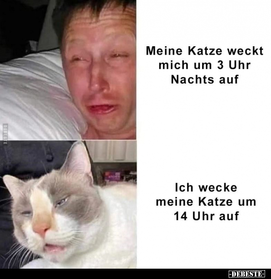 Meine Katze weckt mich um 3 Uhr Nachts auf.. - Lustige Bilder | DEBESTE.de