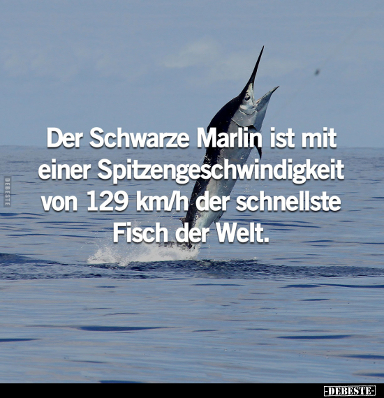 Schwarze, Fisch, Der Welt