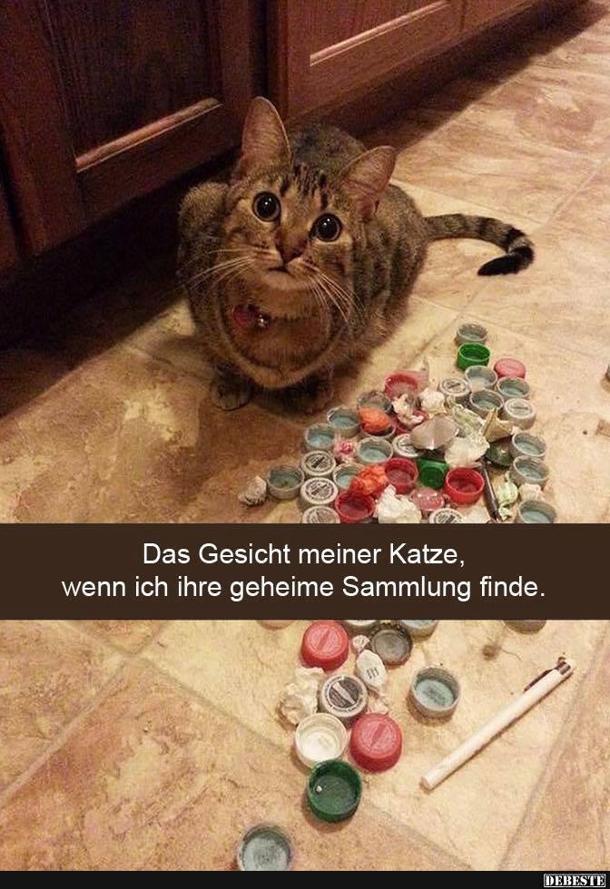 Das Gesicht meiner Katze, wenn ich ihre geheime Sammlung finde.. - Lustige Bilder | DEBESTE.de