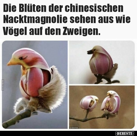 Die Blüten der chinesischen Nacktmagnolie sehen aus wie.. - Lustige Bilder | DEBESTE.de