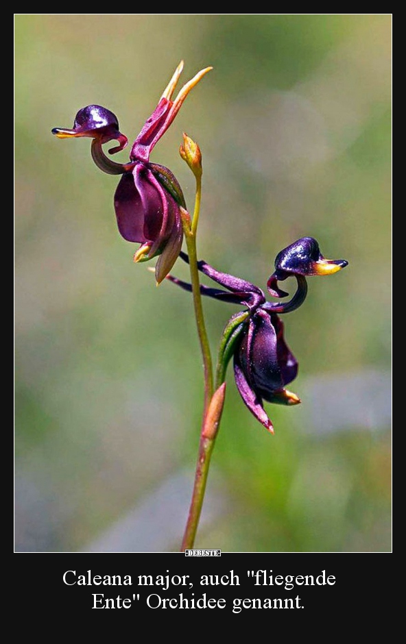 Caleana major, auch "fliegende Ente" Orchidee genannt... - Lustige Bilder | DEBESTE.de