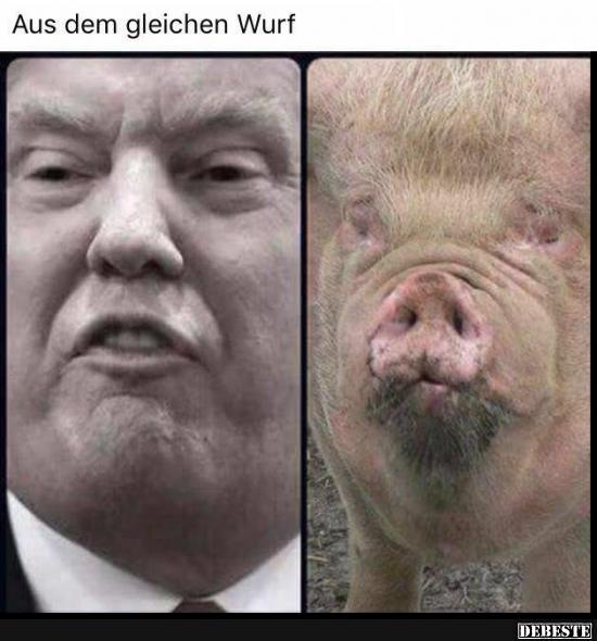 1 Lustige Bilder Von Schwein Trump Lustig