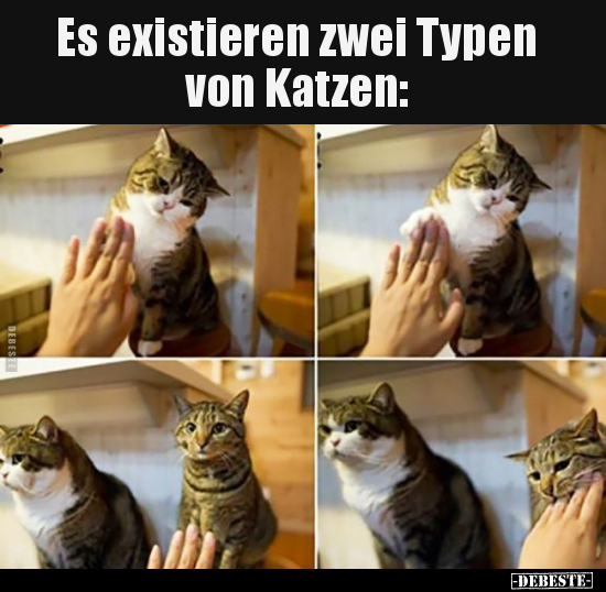 Es existieren zwei Typen von Katzen.. - Lustige Bilder | DEBESTE.de