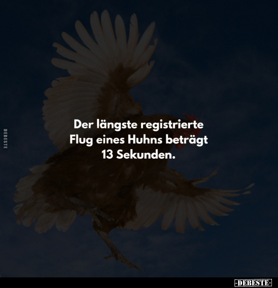 Der längste registrierte Flug eines Huhns beträgt.. - Lustige Bilder | DEBESTE.de