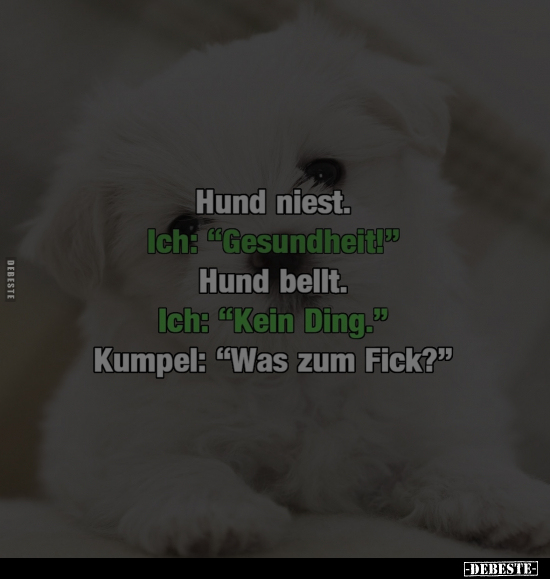 Hund niest.. - Lustige Bilder | DEBESTE.de