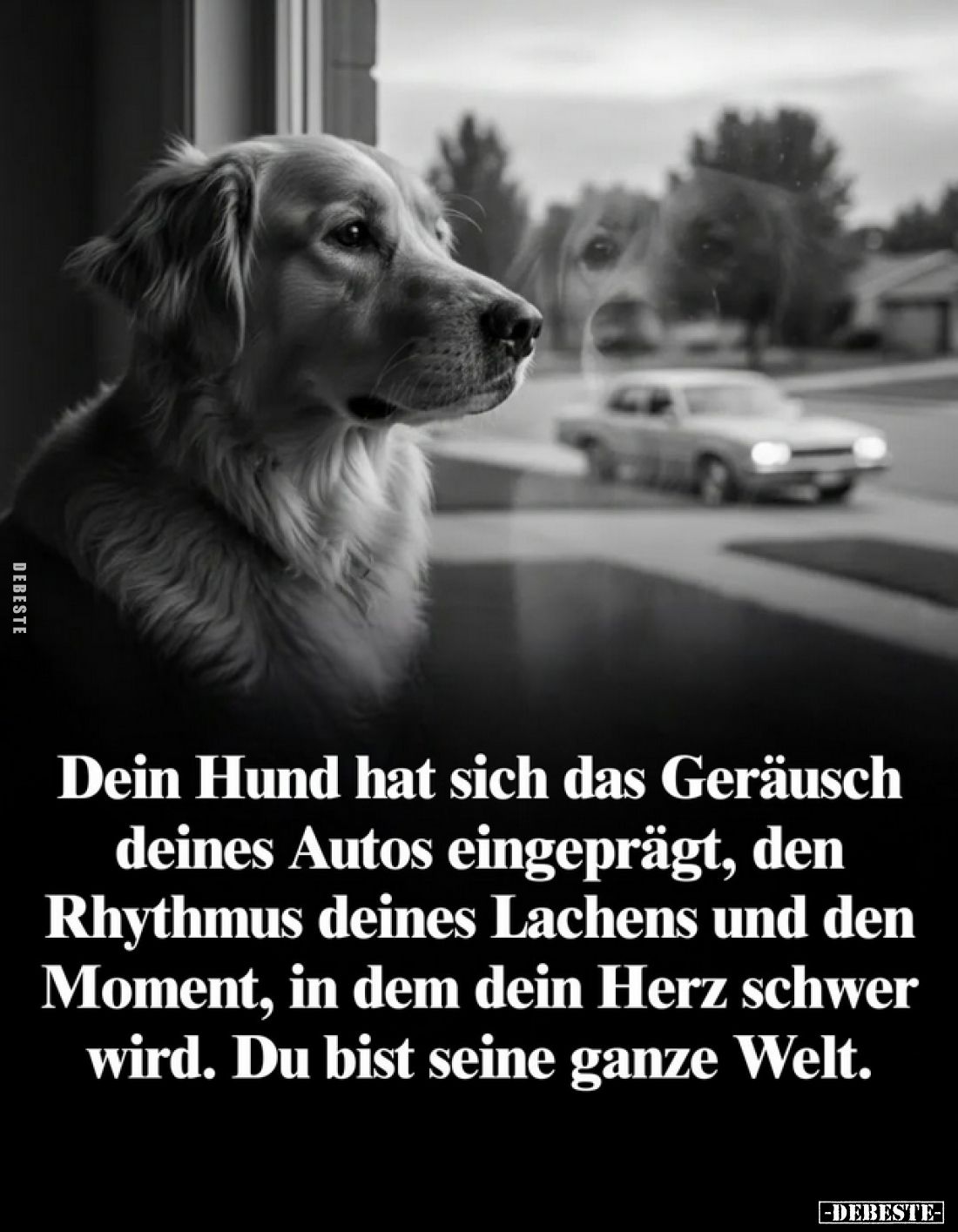 Dein Hund hat sich den Klang deines Autos gemerkt, den Rhythmus deines Lachens und den Moment, in dem dir das Herz schwer wir...