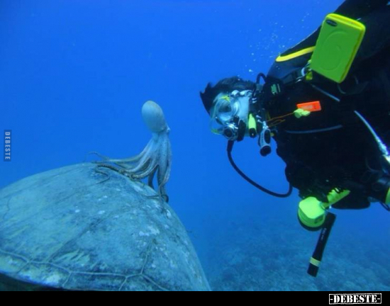  - Lustige Bilder | DEBESTE.de