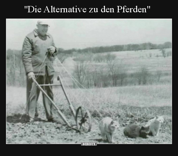 "Die Alternative zu den Pferden".. - Lustige Bilder | DEBESTE.de