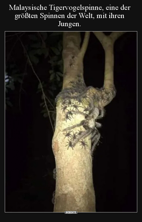 Malaysische Tigervogelspinne, eine der größten Spinnen der.. - Lustige Bilder | DEBESTE.de
