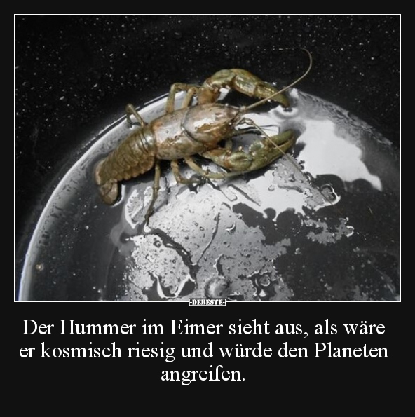 Der Hummer im Eimer sieht aus, als wäre er kosmisch riesig.. - Lustige Bilder | DEBESTE.de