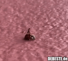 Wie groß ist die Chance eine Ameise zu sehen, die auf einem Marienkäfer reitet? - Lustige Bilder | DEBESTE.de