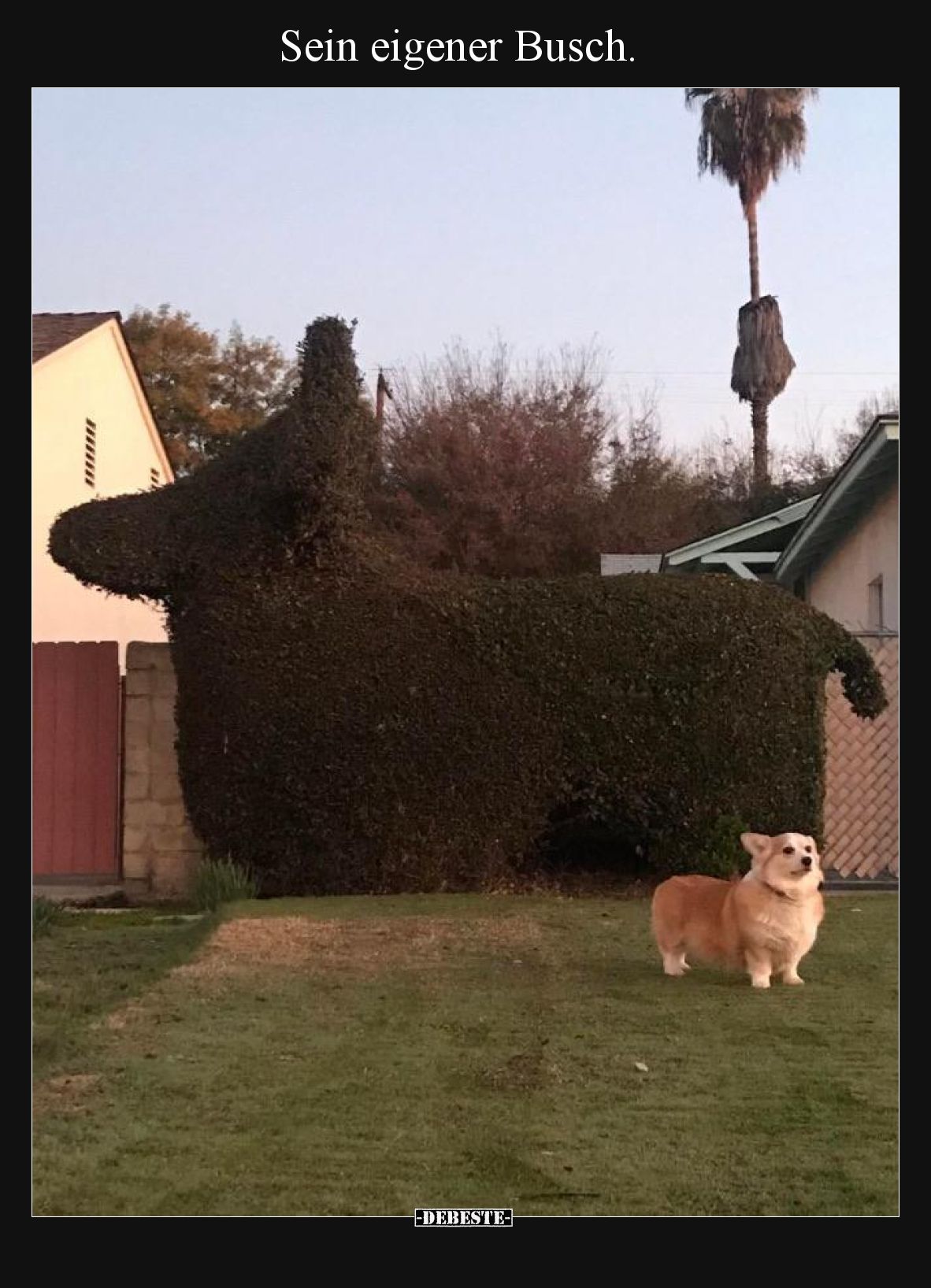 Sein eigener Busch.