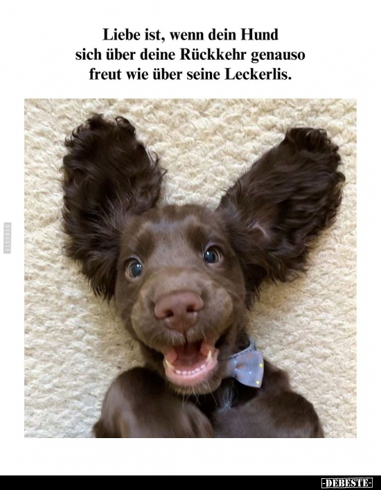 Liebe ist, wenn dein Hund sich über deine Rückkehr genauso.. - Lustige Bilder | DEBESTE.de
