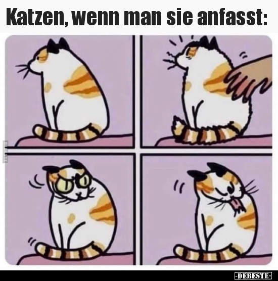 Katzen, wenn man sie anfasst.. - Lustige Bilder | DEBESTE.de