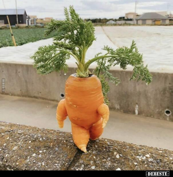  - Lustige Bilder | DEBESTE.de