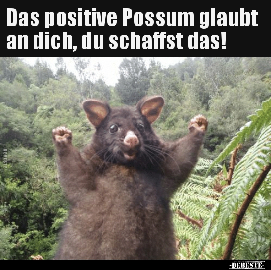 Das positive Possum glaubt an dich, du schaffst das!.. - Lustige Bilder | DEBESTE.de