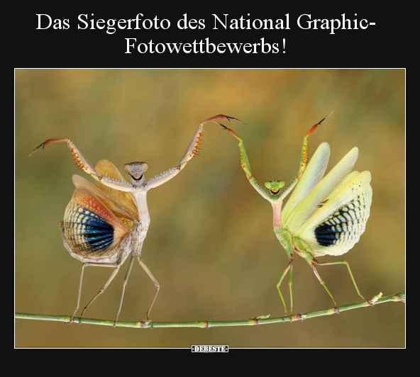 Das Siegerfoto des National Graphic- Fotowettbewerbs!.. - Lustige Bilder | DEBESTE.de