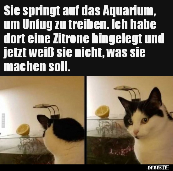Sie springt auf das Aquarium, um Unfug zu treiben...