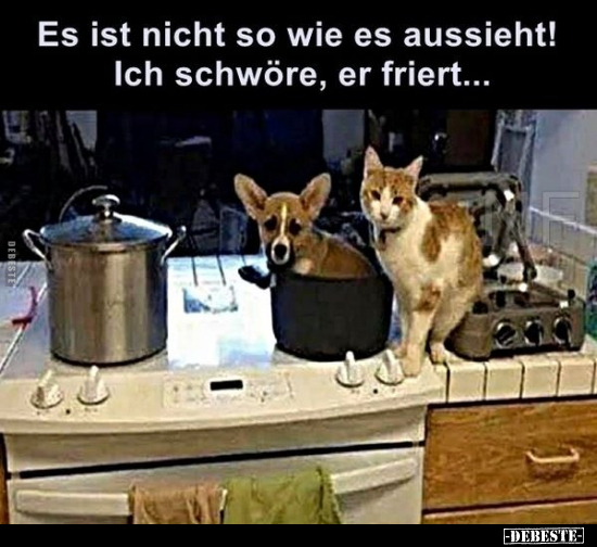 Es ist nicht so wie es aussieht! Ich schwöre, er friert...