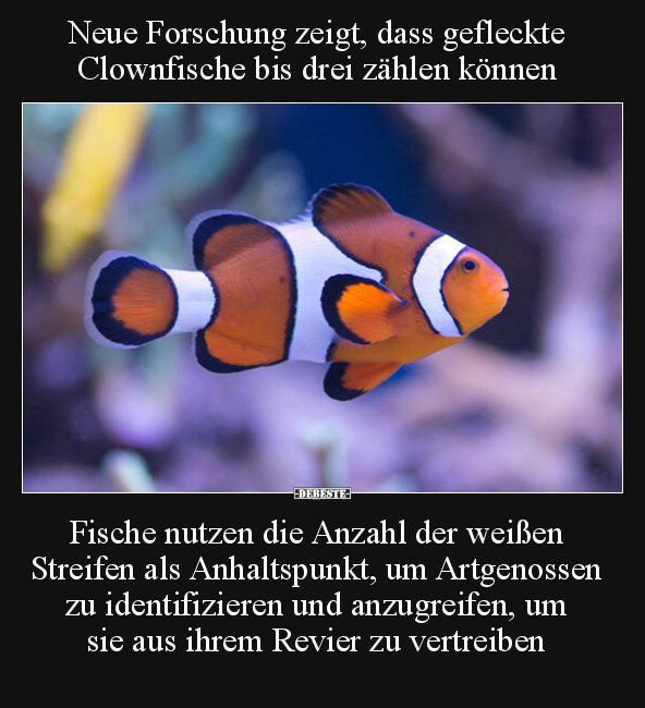 Neue Forschung zeigt, dass gefleckte Clownfische bis drei.. - Lustige Bilder | DEBESTE.de