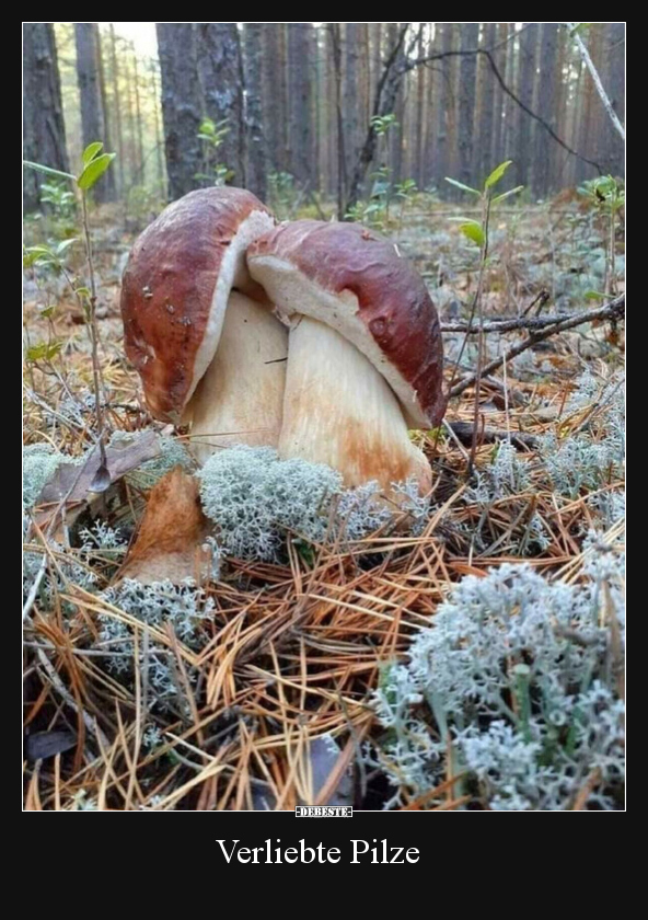 Verliebte Pilze.. - Lustige Bilder | DEBESTE.de