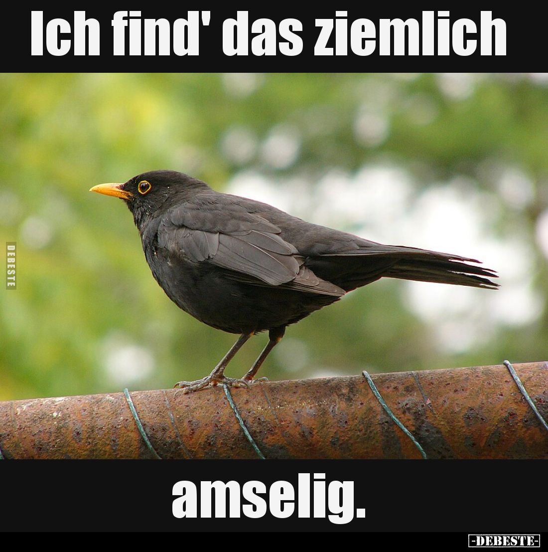 Ich find' das ziemlich
amselig.
