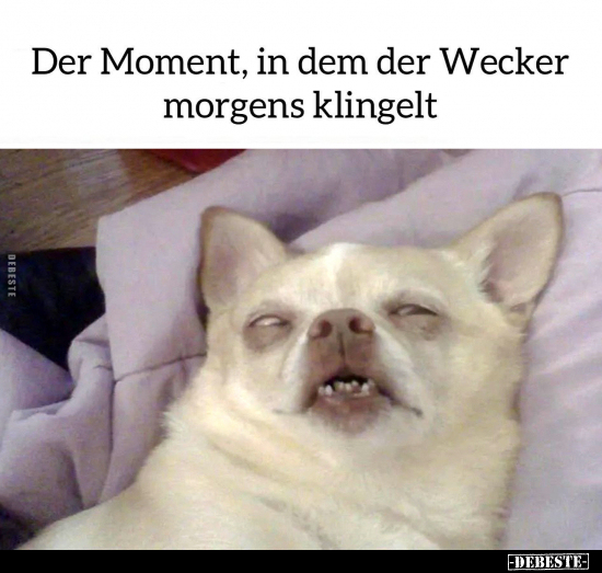 Der Moment, in dem der Wecker morgens klingelt.. - Lustige Bilder | DEBESTE.de