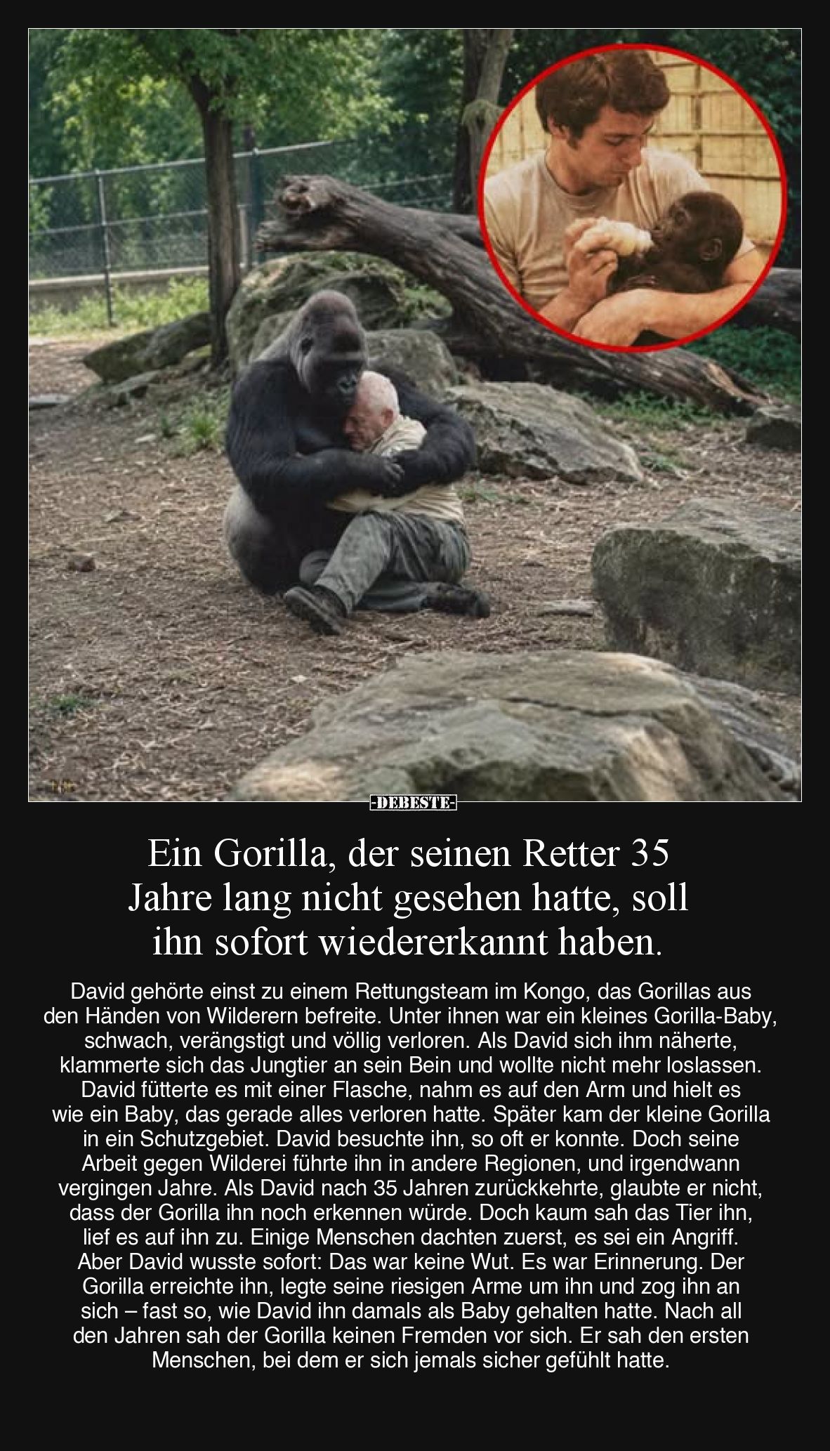 Ein Gorilla, der seinen Retter 35 Jahre lang nicht gesehen hatte, soll ihn sofort wiedererkannt haben.

David gehörte einst...
