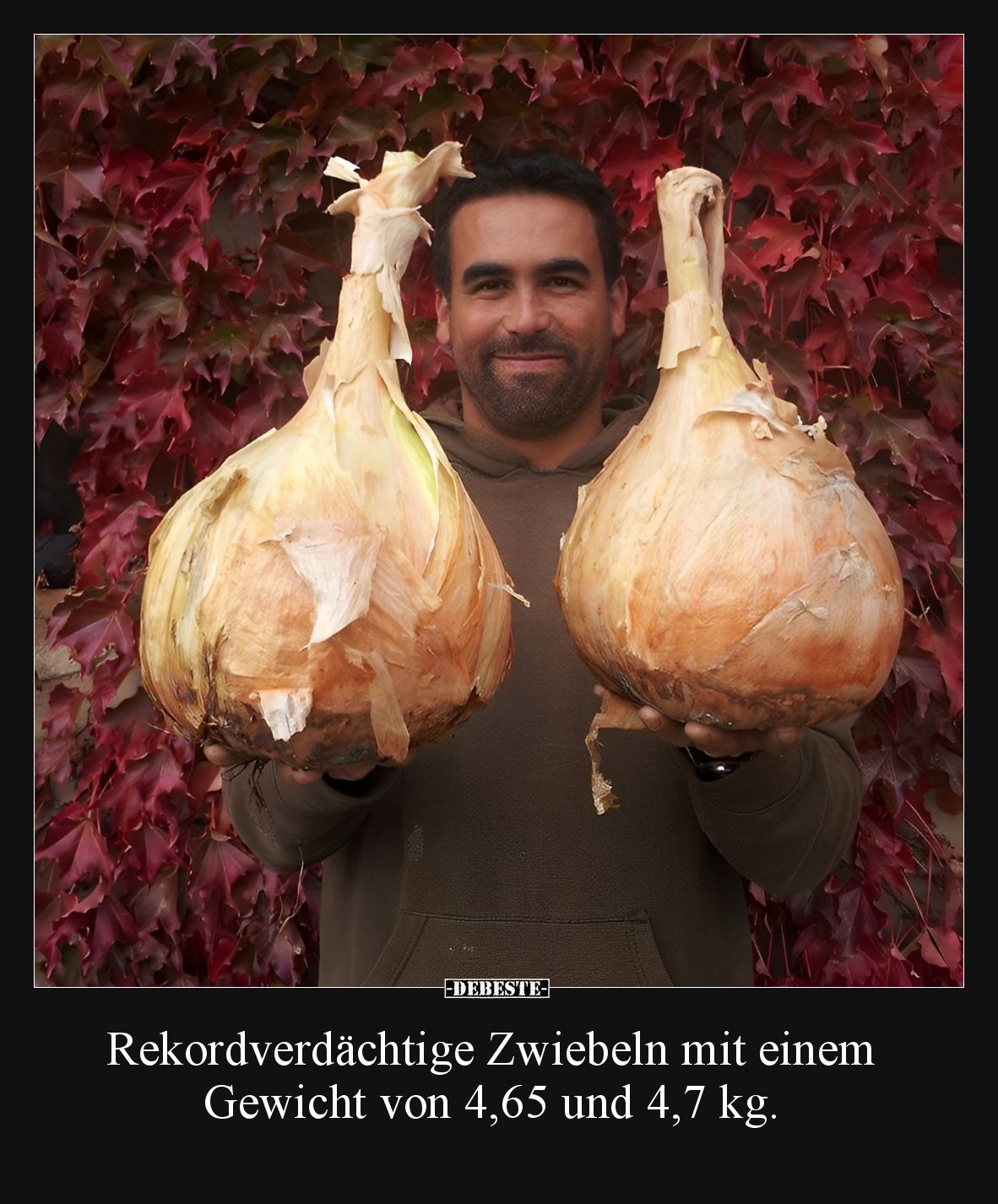 Rekordverdächtige Zwiebeln mit einem Gewicht von 4,65 und 4,7 kg