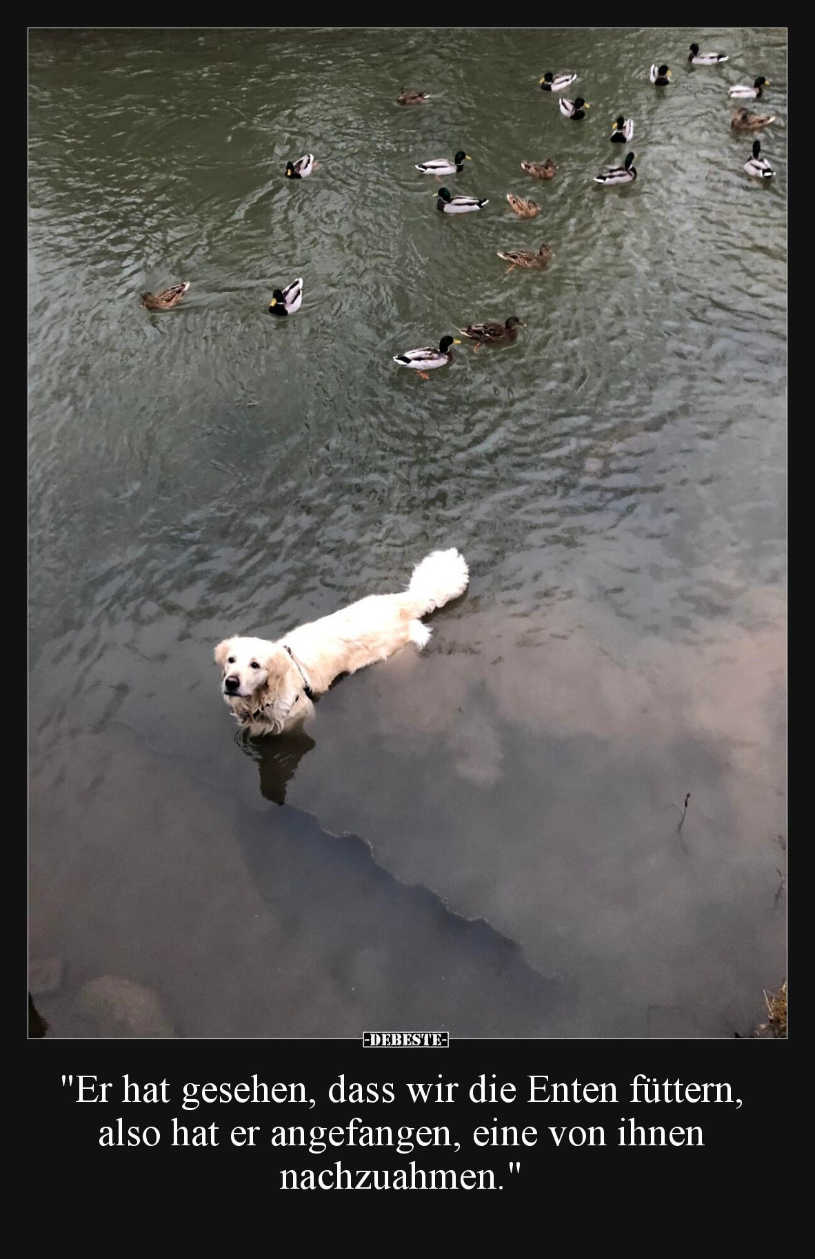 Er hat gesehen, dass wir die Enten füttern, also hat er angefangen, eine von ihnen nachzuahmen.