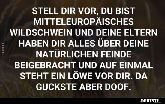 Stell dir vor, du bist mitteleuropäisches Wildschwein.. - Lustige Bilder | DEBESTE.de