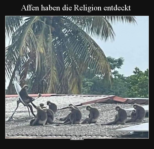 Affen haben die Religion entdeckt.. - Lustige Bilder | DEBESTE.de