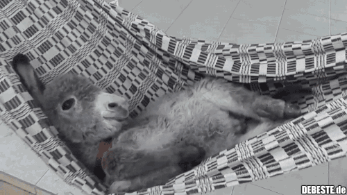 Seid chillig.. - Lustige Bilder | DEBESTE.de