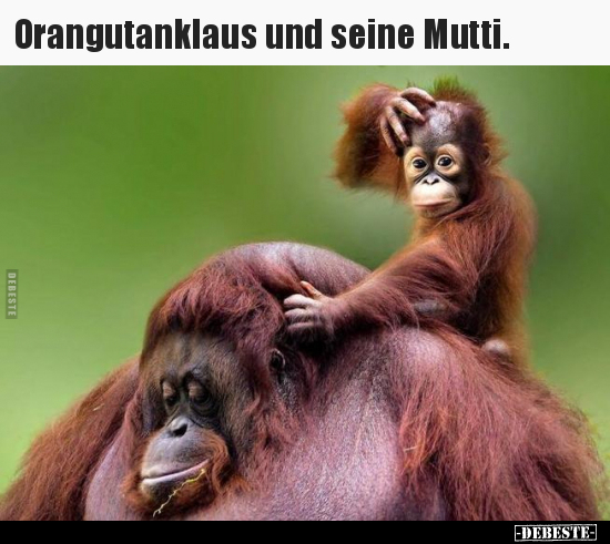 Orangutanklaus und seine Mutti... - Lustige Bilder | DEBESTE.de