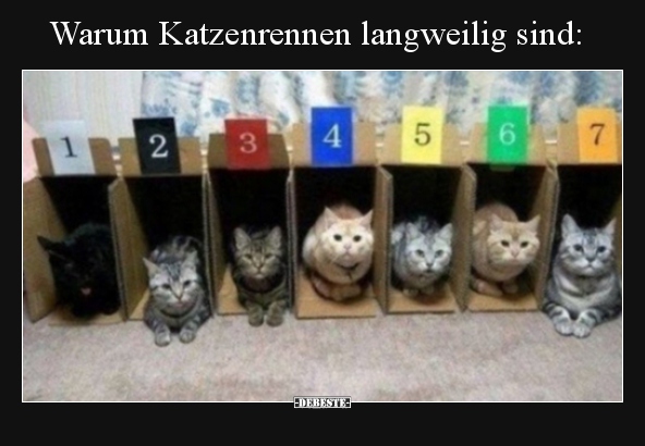 Warum Katzenrennen langweilig sind..